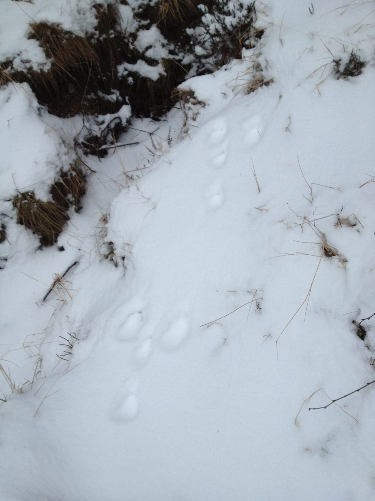 rabbit tracks